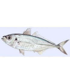 Chinchard -1kg