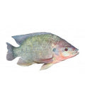 Tilapia-1kg